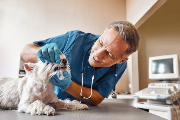 Best Emergency Dental Care for Broken or Chipped Teeth in Shasta Lake, CA